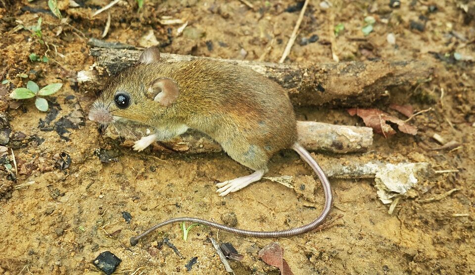 REPORTAJE | ¿Cómo afecta la pérdida de bosques a la propagación del virus Chapare?